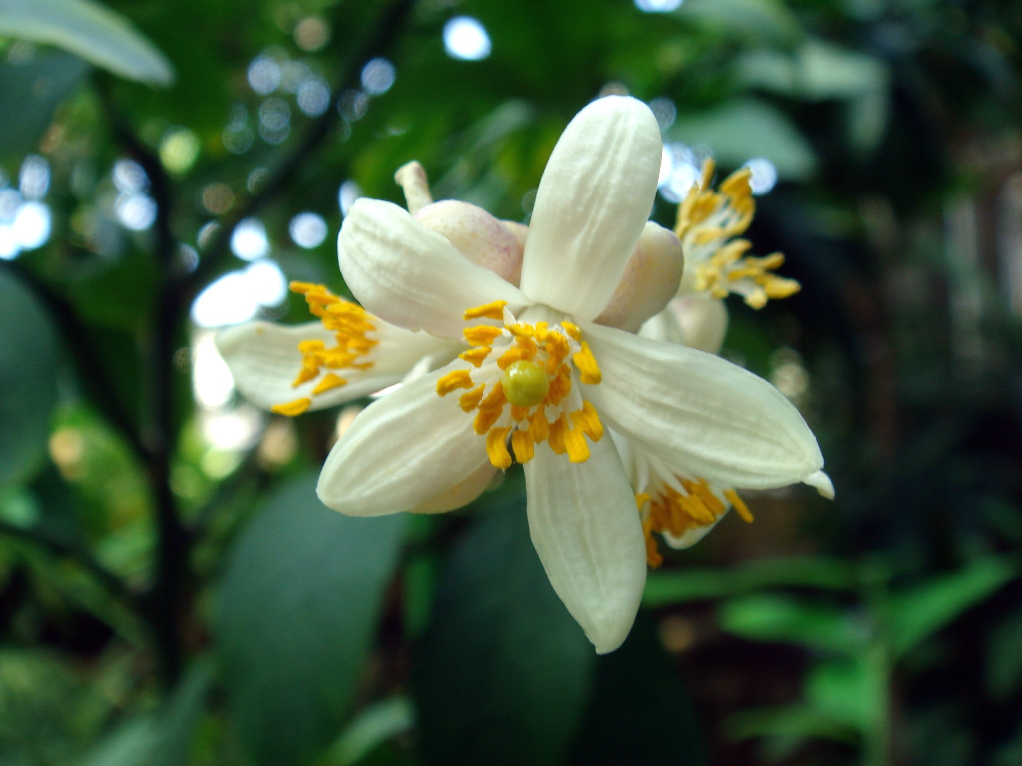 Citrus aurantiifolia (Christmann) Swingle